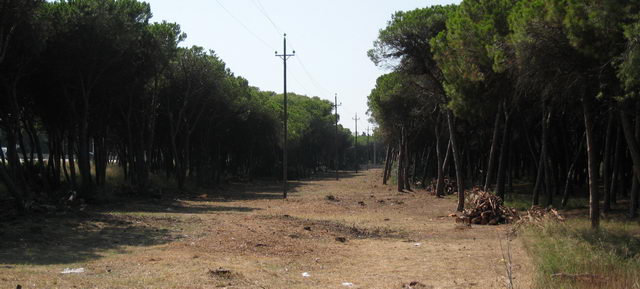 Gran poda realitzada a l'entorn de les línies elèctriques de la pineda situada per sobre de l'autovia de Castelldefels (Gavà Mar - 1 de setembre de 2007)
